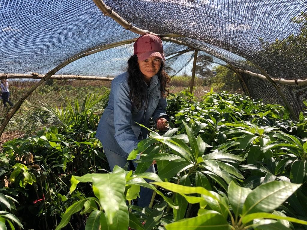 Governo Seleciona Produtores Para Projeto De Fruticultura Irrigada Do