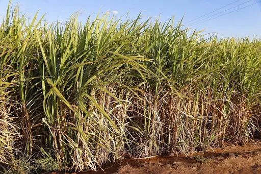 Cana-de-açúcar