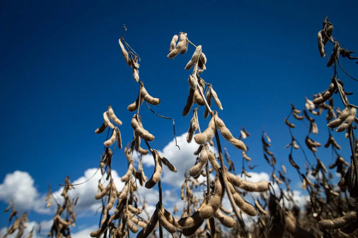 Produção Agropecuária