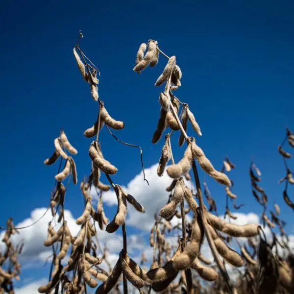 Produção Agropecuária