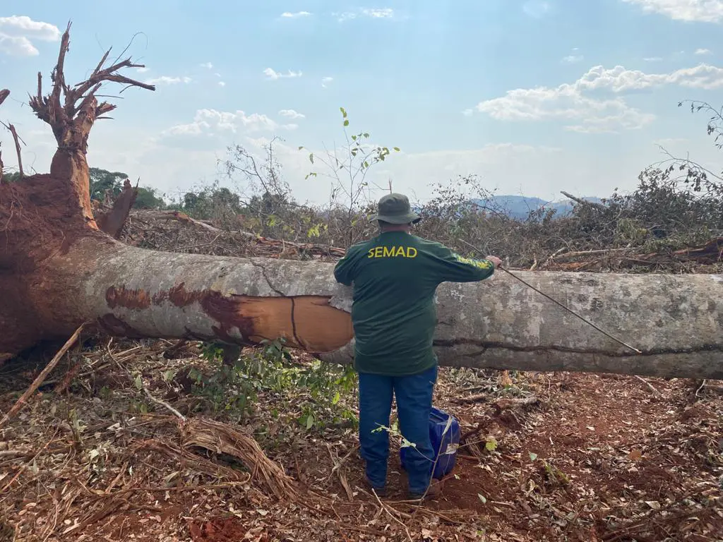 Fiscalização da Semad interrompe desmatamento de árvores raras do Cerrado, em Itaguari 2