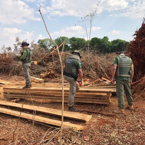 Fiscalização da Semad interrompe desmatamento de árvores raras do Cerrado, em Itaguari