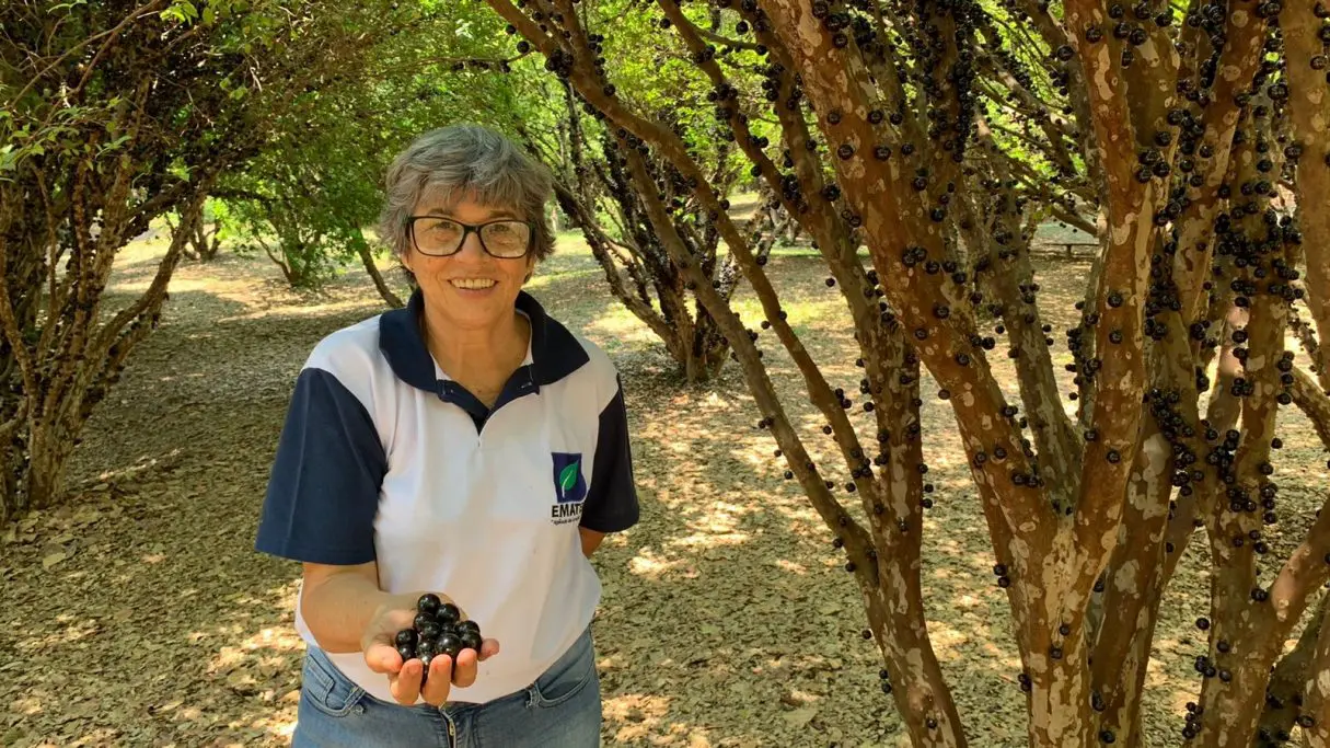 Hidrolândia- Jabuticaba