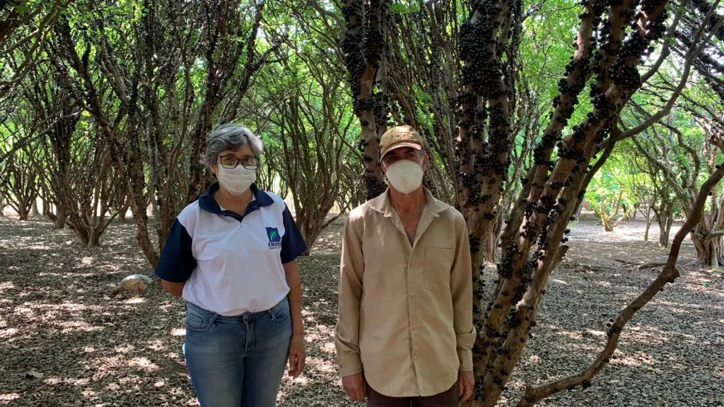 Hidrolândia- Jabuticaba