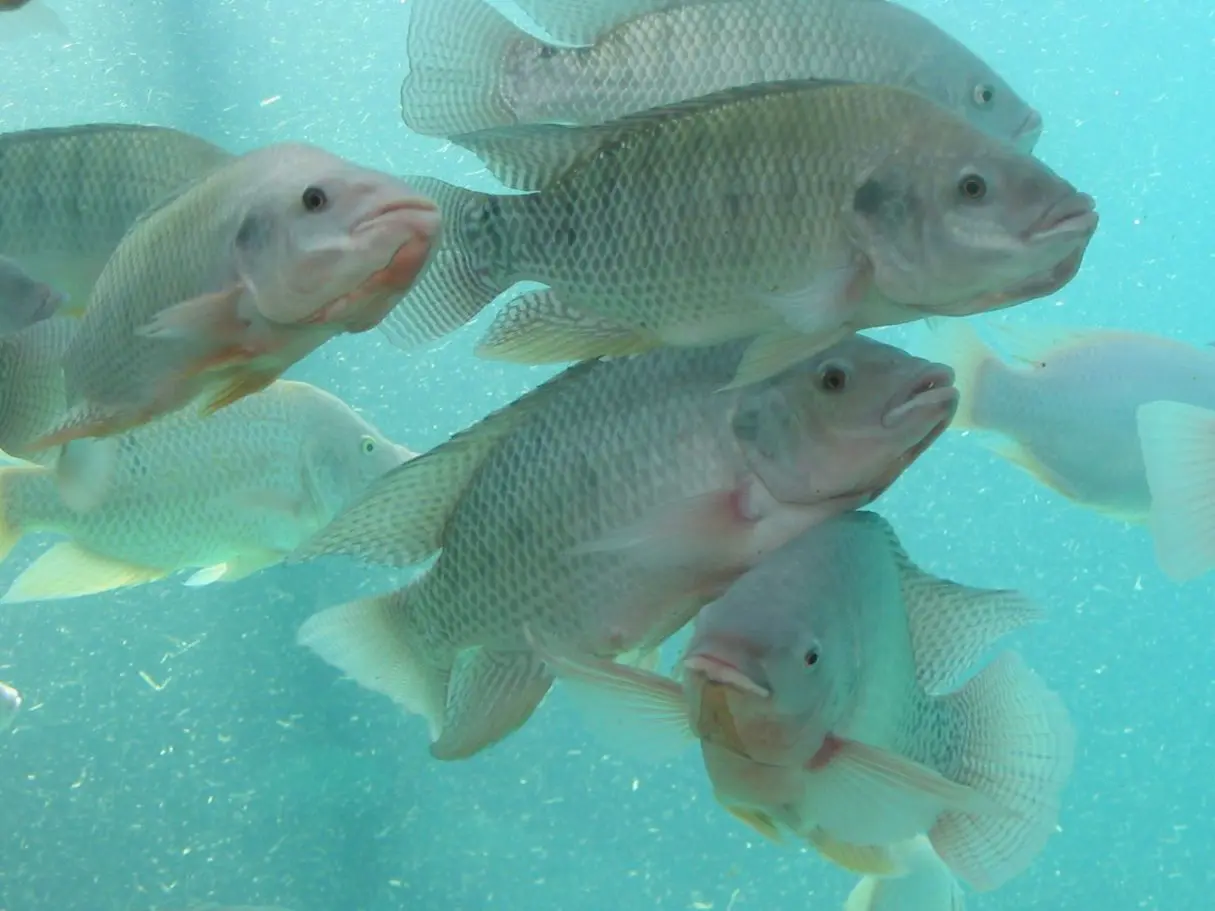 Reuniões- Caiado participa de reuniões com ministros da Saúde e de Pesca e Aquicultura