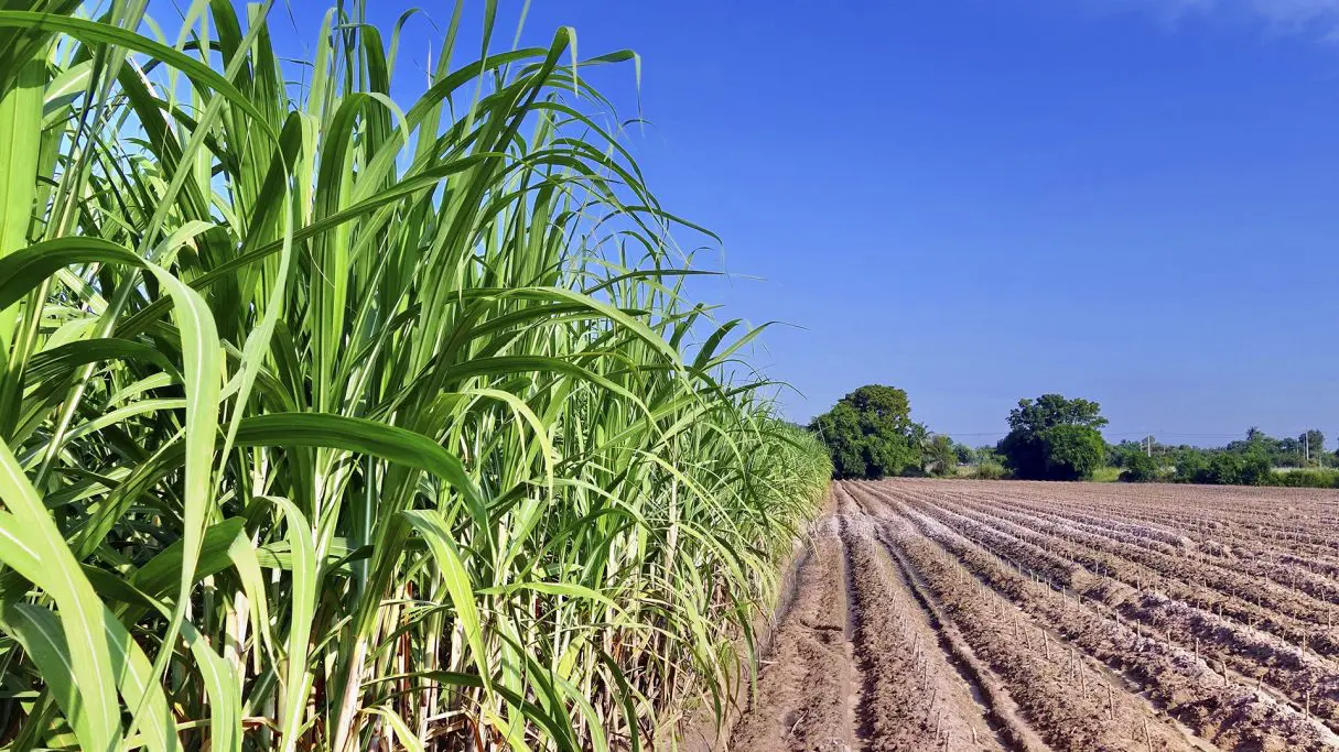 Agro em Dados destaca aumento da produção de cana em Goiás