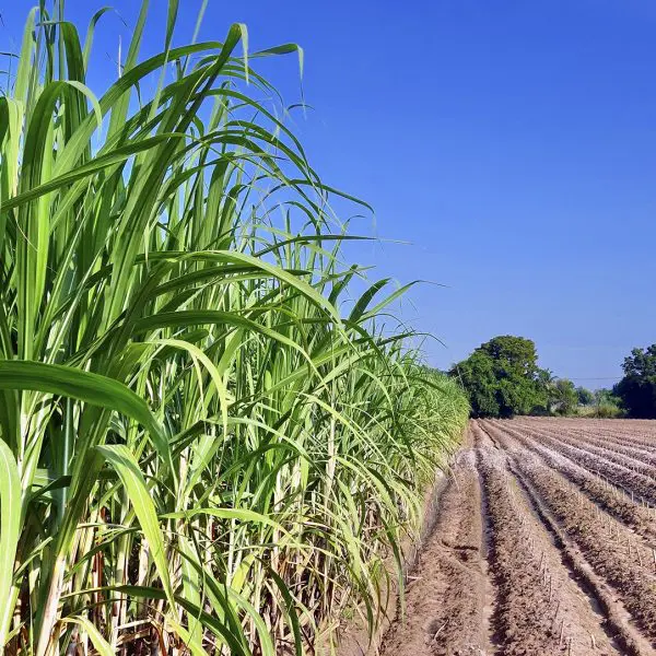 Agro em Dados destaca aumento da produção de cana em Goiás