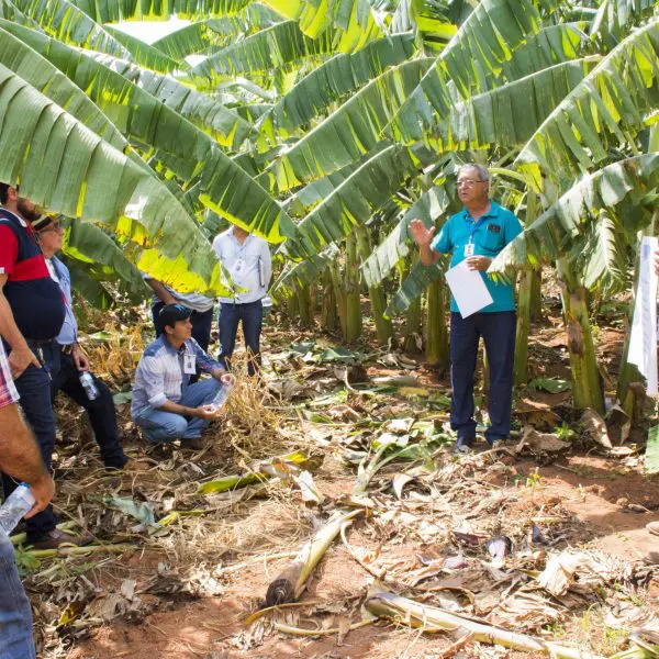 EMATER-DIA DO CAMPO-BANANA