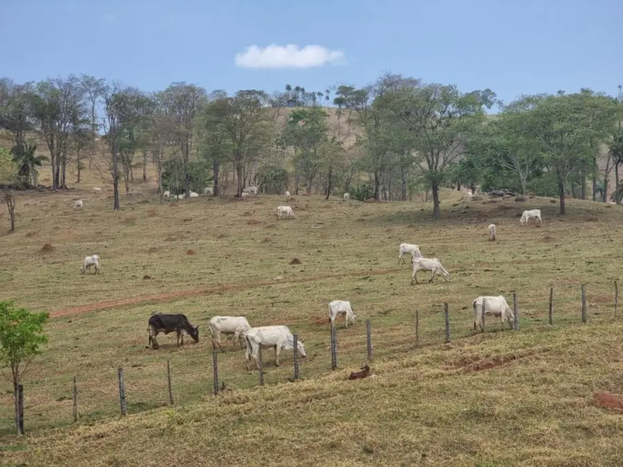 gado da fazenda