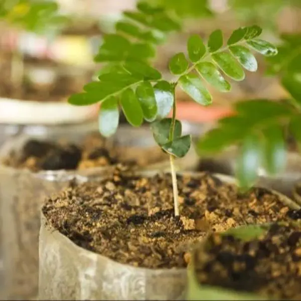 mudas de plantas