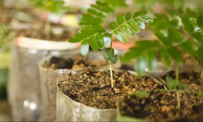 mudas de plantas