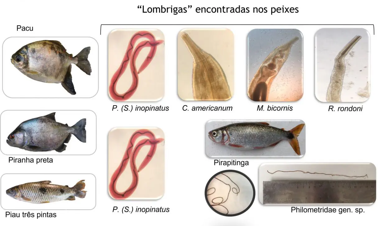 PARASITOS PEIXES UEG