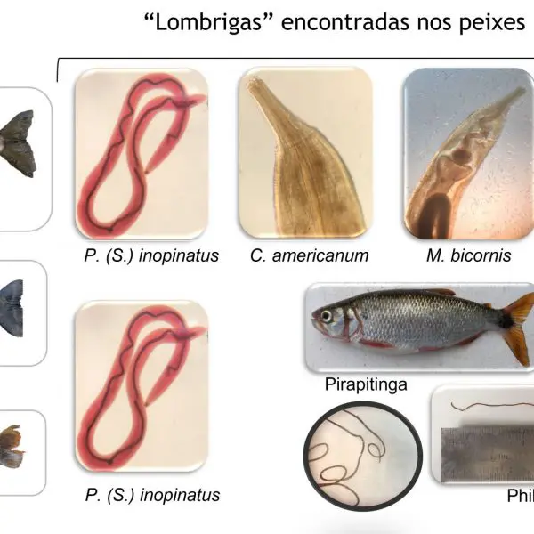 PARASITOS PEIXES UEG