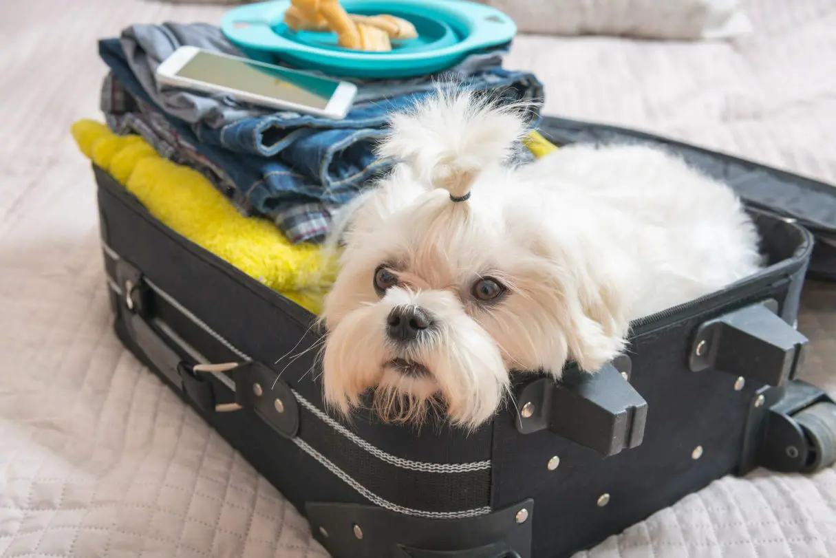 Vocês acompanharam nos últimos 45 dias a busca de Reinaldo Júnior por Pandora, cachorrinha que escapou de caixa de transporte por descuido de funcionários de companhia aérea durante conexão no aeroporto de Guarulhos. A história encontrou um final feliz neste domingo (30) após Pandora ser encontrada por funcionários do Terminal 3 do Aeroporto Internacional de Guarulhos. Debilitada e magra, a cachorrinha está internada em hospital veterinário e já encontrou com seu tutor e família. Infelizmente, não são todos os casos que têm o mesmo desfecho. Acontece que nem sempre os animais são transportados pelas companhias aéreas com os cuidados e a segurança necessários, prova disso, é o crescimento nos últimos meses de relatos de desaparecimentos e mortes de animais decorrentes de imprudências realizadas pelas empresas, o que nos acende um alerta sobre a necessidade de mudança na conduta e treinamento dos funcionários. “Por se tratar de um serviço pago que muitas vezes ultrapassa os valores da passagem aérea convencional, as companhias devem se responsabilizar em disponibilizar um atendimento que assegure as viagens dos pets”, defende o superintendente do Procon Goiás, Alex Vaz. Atualmente, A Agência Nacional de Aviação Civil (Anac) não possui uma regulação própria para o transporte de animais, com exceção do cão-guia, pelo fato de serem necessários para o deslocamento e bem-estar dos seus tutores. Sendo assim, cada companhia aérea possui a uma política para a prestação deste serviço. Segundo o superintendente, a regulamentação se faz necessária não só para que haja uma padronização na conduta das companhias, mas também para que seja realizadas fiscalizações da qualidade dos serviços ofertados. As Leis Federais n° 9.605/98 e n° 14.605/20 , que dispõem de sanções penais e administrativas para crimes de maus-tratos a animais, podem ser acionadas quando é possível comprovar que as ações realizadas pela companhia resultaram em danos aos bichinhos. Para estes casos a pena pode chegar a até 5 anos de reclusão, multa e proibição de guarda. Além disso, de acordo com os ditames do Código de Defesa do Consumidor, as empresas também podem ser autuadas por má prestação de serviço. Antes de entrar em contato com os órgãos de defesa do consumidor, o passageiro deve acionar a Anac, que possui a obrigação legal de apurar os fatos ocorridos e investigar a companhia aérea, a partir do momento em que for notificada pelo tutor. Orientações Deve ser levado em consideração pelos tutores é a saúde física e mental dos animais antes do embarque. Em casos de estresse, ansiedade e problemas cardiovasculares e ou de cães branquicefálicos (com o focinho diminuído ou achatado), por serem acometidos de problemas respiratórios e terem um risco maior de morte, é aconselhável que os bichinhos não sejam expostos ao risco e desgaste das viagens. Destaca-se que, quando ocorrem o atraso ou cancelamento do voo, a companhia tem a obrigação de fornecer uma assistência material ao consumidor e isso se estende ao seu animalzinho de estimação. Estão inclusos a alimentação, hospedagem e transporte adequado dos pets. Para viajar com seu pet com tranquilidade seja na cabine ou no porão do avião, o consumidor deve se atentar às seguintes dicas: • Para a segurança do seu pet, não viaje sem que o cronograma de vacinação esteja em dias; • Consulte o (a) veterinário (a) antes da viagem para se assegurar da saúde do seu animal; • Apare as unhas e dê banho no animal na véspera da viagem. Deste modo, você garante que ele não se machuque; • Ofereça alimentos leves para evitar enjoos. Lembre-se que o animal deve ter feito a última refeição de duas a três horas antes do embarque; • Hidrate o animal em casa, no aeroporto e antes do voo; • Passeie com o animal antes do embarque Regras para o embarque de animais Confira abaixo o posicionamento das principais linhas aéreas que operam no Brasil sobre o transporte de animais: • Azul A companhia só executa o transporte de animais na cabine. Por este motivo, o peso total (animal mais container) deve ser de, no máximo, 7 quilos. O transporte deve ser feito por meio de container rígido ou mala flexível. As dimensões devem ser de até 43 cm comprimento X 31,5 cm de largura X 20 cm de altura. • Gol O tutor do animal deve chegar com até duas horas de antecedência para o check-in de voos domésticos e três horas de antecedência para voos internacionais. O despacho do pet deve ser realizado no momento do check-in, no caso de despacho do animal no porão da aeronave. A Gol permite que viajem na cabine cachorros ou gatos que pesem até 10 kg, incluindo o peso da caixa. Os animais com peso de 10 a 30 kg são permitidos somente no compartimento de cargas. Para o transporte na cabine, a caixa pode ser rígida ou flexível , mas deve atender as dimensões especificadas para o transporte do animal. Já para o transporte no porão o kennel deve ser rígido (fibra ou plástico resistente) sem danificações, impermeáveis, forrados, limpos e com tranca. Para ambos os serviços é necessário que a caixa de transporte permita que o mesmo possa movimentar-se realizando um círculo em volta de si mesmo (giro de 360º). • Latam Caso o animal viaje dentro da cabine da aeronave, o seu tutor deve chegar com antecedência de 2 horas (voo doméstico) ou 4 horas (voo internacional). Se o pet for viajar no porão da aeronave, a antecedência deverá ser de cerca de 3 horas. A companhia possibilita duas opções de despacho para voar no porão do avião: o bichinho pode ser entregue pelo seu tutor no check-in ou ser levado até o Terminal de Cargas da linha aérea. O peso máximo (animal + caixa de transporte) deve ser de 7 kg para transporte na cabine e de 45 kg para transporte no porão. No caso de animais de maior porte, a caixa de transporte precisa ter o tamanho adequado para que possa passar pela porta da aeronave. Os tipos de caixas de transportes aceitos pela empresa seguem o regulamento Live Animals Regulations da IATAL (International Air Transport Association). Para o transporte no porão das aeronaves, a caixa de transporte deve ter tamanho suficiente para que o pet consiga ficar de pé com uma distância de 5 cm até o teto e possa dar um giro em torno do seu próprio eixo. Denúncias e reclamações Em casos mais graves, o consumidor deve notificar a Anac pelo telefone 163 (telefone válido para todo o país), pelo site da agência ou presencialmente nos seus escritórios localizados nos aeroportos brasileiros. Ele também poderá registrar o seu boletim de ocorrência nas Delegacias Estaduais de Meio Ambiente. Goiás e outros estados, como São Paulo, possuem ainda a Delegacia Eletrônica de Proteção Animal que tem a finalidade de dar celeridade aos casos de maus-tratos. O consumidor poderá ainda registrar as suas demandas junto aos órgãos de defesa do consumidor do seu estado. Os consumidores goianos podem entrar em contato com o Procon Goiás por meio dos seguintes canais de atendimento: Disque Denúncia: 151 (capital) / (62)3201-7124 (interior)