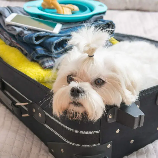 Vocês acompanharam nos últimos 45 dias a busca de Reinaldo Júnior por Pandora, cachorrinha que escapou de caixa de transporte por descuido de funcionários de companhia aérea durante conexão no aeroporto de Guarulhos. A história encontrou um final feliz neste domingo (30) após Pandora ser encontrada por funcionários do Terminal 3 do Aeroporto Internacional de Guarulhos. Debilitada e magra, a cachorrinha está internada em hospital veterinário e já encontrou com seu tutor e família. Infelizmente, não são todos os casos que têm o mesmo desfecho. Acontece que nem sempre os animais são transportados pelas companhias aéreas com os cuidados e a segurança necessários, prova disso, é o crescimento nos últimos meses de relatos de desaparecimentos e mortes de animais decorrentes de imprudências realizadas pelas empresas, o que nos acende um alerta sobre a necessidade de mudança na conduta e treinamento dos funcionários. “Por se tratar de um serviço pago que muitas vezes ultrapassa os valores da passagem aérea convencional, as companhias devem se responsabilizar em disponibilizar um atendimento que assegure as viagens dos pets”, defende o superintendente do Procon Goiás, Alex Vaz. Atualmente, A Agência Nacional de Aviação Civil (Anac) não possui uma regulação própria para o transporte de animais, com exceção do cão-guia, pelo fato de serem necessários para o deslocamento e bem-estar dos seus tutores. Sendo assim, cada companhia aérea possui a uma política para a prestação deste serviço. Segundo o superintendente, a regulamentação se faz necessária não só para que haja uma padronização na conduta das companhias, mas também para que seja realizadas fiscalizações da qualidade dos serviços ofertados. As Leis Federais n° 9.605/98 e n° 14.605/20 , que dispõem de sanções penais e administrativas para crimes de maus-tratos a animais, podem ser acionadas quando é possível comprovar que as ações realizadas pela companhia resultaram em danos aos bichinhos. Para estes casos a pena pode chegar a até 5 anos de reclusão, multa e proibição de guarda. Além disso, de acordo com os ditames do Código de Defesa do Consumidor, as empresas também podem ser autuadas por má prestação de serviço. Antes de entrar em contato com os órgãos de defesa do consumidor, o passageiro deve acionar a Anac, que possui a obrigação legal de apurar os fatos ocorridos e investigar a companhia aérea, a partir do momento em que for notificada pelo tutor. Orientações Deve ser levado em consideração pelos tutores é a saúde física e mental dos animais antes do embarque. Em casos de estresse, ansiedade e problemas cardiovasculares e ou de cães branquicefálicos (com o focinho diminuído ou achatado), por serem acometidos de problemas respiratórios e terem um risco maior de morte, é aconselhável que os bichinhos não sejam expostos ao risco e desgaste das viagens. Destaca-se que, quando ocorrem o atraso ou cancelamento do voo, a companhia tem a obrigação de fornecer uma assistência material ao consumidor e isso se estende ao seu animalzinho de estimação. Estão inclusos a alimentação, hospedagem e transporte adequado dos pets. Para viajar com seu pet com tranquilidade seja na cabine ou no porão do avião, o consumidor deve se atentar às seguintes dicas: • Para a segurança do seu pet, não viaje sem que o cronograma de vacinação esteja em dias; • Consulte o (a) veterinário (a) antes da viagem para se assegurar da saúde do seu animal; • Apare as unhas e dê banho no animal na véspera da viagem. Deste modo, você garante que ele não se machuque; • Ofereça alimentos leves para evitar enjoos. Lembre-se que o animal deve ter feito a última refeição de duas a três horas antes do embarque; • Hidrate o animal em casa, no aeroporto e antes do voo; • Passeie com o animal antes do embarque Regras para o embarque de animais Confira abaixo o posicionamento das principais linhas aéreas que operam no Brasil sobre o transporte de animais: • Azul A companhia só executa o transporte de animais na cabine. Por este motivo, o peso total (animal mais container) deve ser de, no máximo, 7 quilos. O transporte deve ser feito por meio de container rígido ou mala flexível. As dimensões devem ser de até 43 cm comprimento X 31,5 cm de largura X 20 cm de altura. • Gol O tutor do animal deve chegar com até duas horas de antecedência para o check-in de voos domésticos e três horas de antecedência para voos internacionais. O despacho do pet deve ser realizado no momento do check-in, no caso de despacho do animal no porão da aeronave. A Gol permite que viajem na cabine cachorros ou gatos que pesem até 10 kg, incluindo o peso da caixa. Os animais com peso de 10 a 30 kg são permitidos somente no compartimento de cargas. Para o transporte na cabine, a caixa pode ser rígida ou flexível , mas deve atender as dimensões especificadas para o transporte do animal. Já para o transporte no porão o kennel deve ser rígido (fibra ou plástico resistente) sem danificações, impermeáveis, forrados, limpos e com tranca. Para ambos os serviços é necessário que a caixa de transporte permita que o mesmo possa movimentar-se realizando um círculo em volta de si mesmo (giro de 360º). • Latam Caso o animal viaje dentro da cabine da aeronave, o seu tutor deve chegar com antecedência de 2 horas (voo doméstico) ou 4 horas (voo internacional). Se o pet for viajar no porão da aeronave, a antecedência deverá ser de cerca de 3 horas. A companhia possibilita duas opções de despacho para voar no porão do avião: o bichinho pode ser entregue pelo seu tutor no check-in ou ser levado até o Terminal de Cargas da linha aérea. O peso máximo (animal + caixa de transporte) deve ser de 7 kg para transporte na cabine e de 45 kg para transporte no porão. No caso de animais de maior porte, a caixa de transporte precisa ter o tamanho adequado para que possa passar pela porta da aeronave. Os tipos de caixas de transportes aceitos pela empresa seguem o regulamento Live Animals Regulations da IATAL (International Air Transport Association). Para o transporte no porão das aeronaves, a caixa de transporte deve ter tamanho suficiente para que o pet consiga ficar de pé com uma distância de 5 cm até o teto e possa dar um giro em torno do seu próprio eixo. Denúncias e reclamações Em casos mais graves, o consumidor deve notificar a Anac pelo telefone 163 (telefone válido para todo o país), pelo site da agência ou presencialmente nos seus escritórios localizados nos aeroportos brasileiros. Ele também poderá registrar o seu boletim de ocorrência nas Delegacias Estaduais de Meio Ambiente. Goiás e outros estados, como São Paulo, possuem ainda a Delegacia Eletrônica de Proteção Animal que tem a finalidade de dar celeridade aos casos de maus-tratos. O consumidor poderá ainda registrar as suas demandas junto aos órgãos de defesa do consumidor do seu estado. Os consumidores goianos podem entrar em contato com o Procon Goiás por meio dos seguintes canais de atendimento: Disque Denúncia: 151 (capital) / (62)3201-7124 (interior)