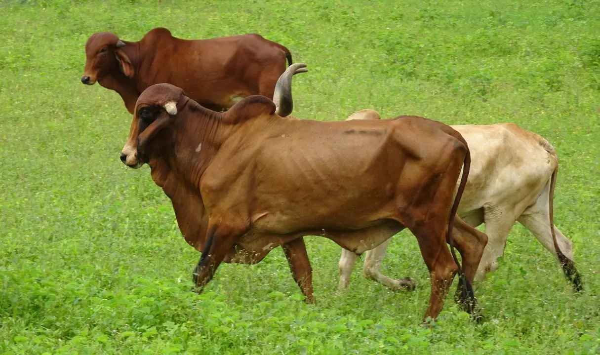 GADO ZEBU