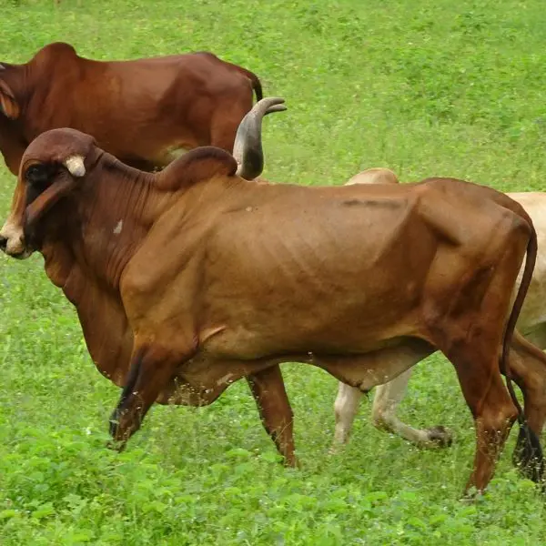 GADO ZEBU