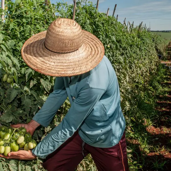 EMPREGO RURAL