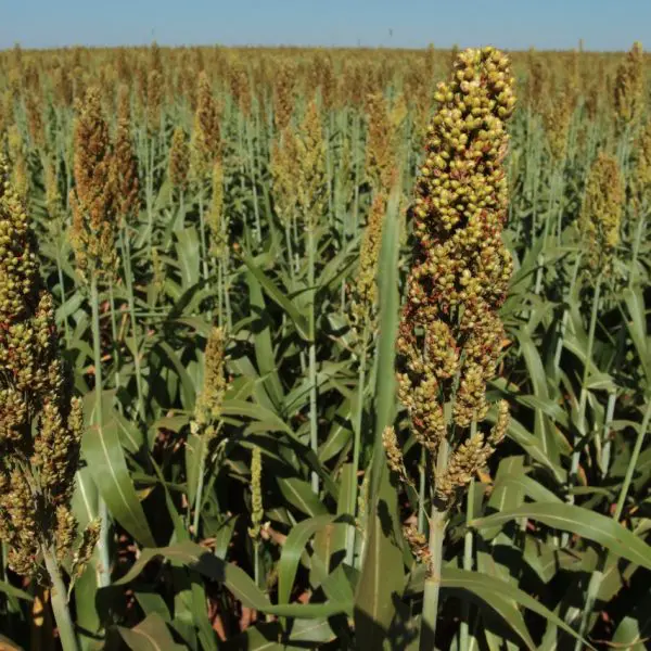 sorgo_plantação