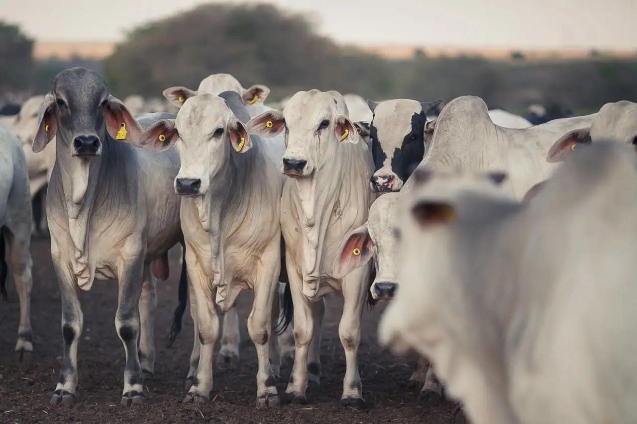 Caiado exalta crescimento do agronegócio na abertura da 89ª ExpoZebu, em Uberaba