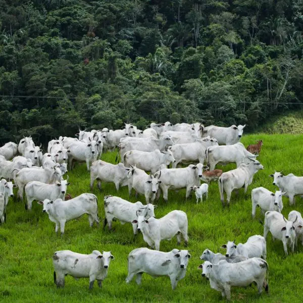 Polícia apura falsa inserção de dados no sistema da Agrodefesa