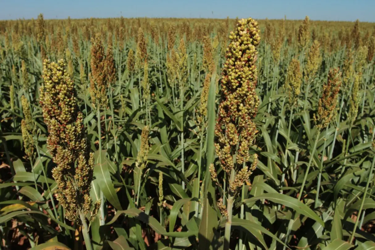 SORGO