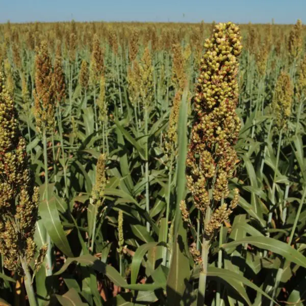 SORGO