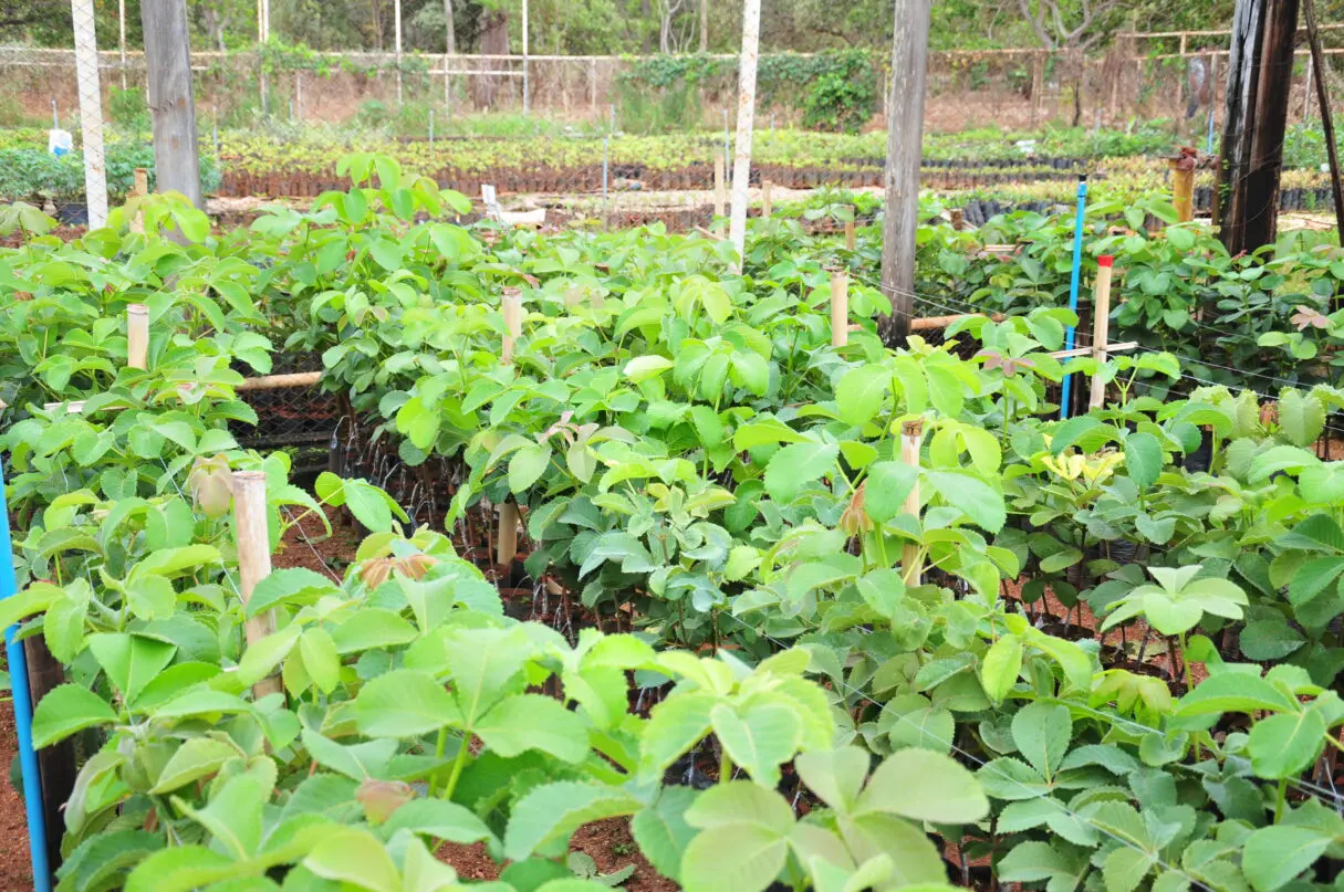 Com lançamento de cultivares marcado para novembro, viveiristas e agricultores familiares devem manifestar interesse no site da Agência (Foto: Emater)