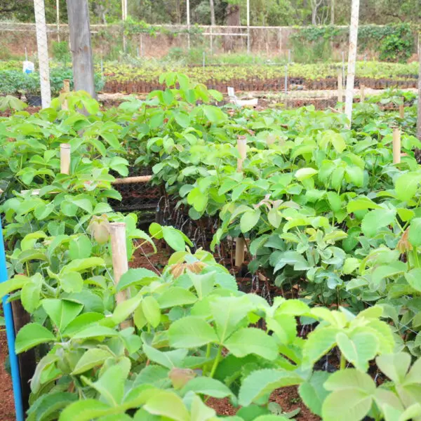 Com lançamento de cultivares marcado para novembro, viveiristas e agricultores familiares devem manifestar interesse no site da Agência (Foto: Emater)