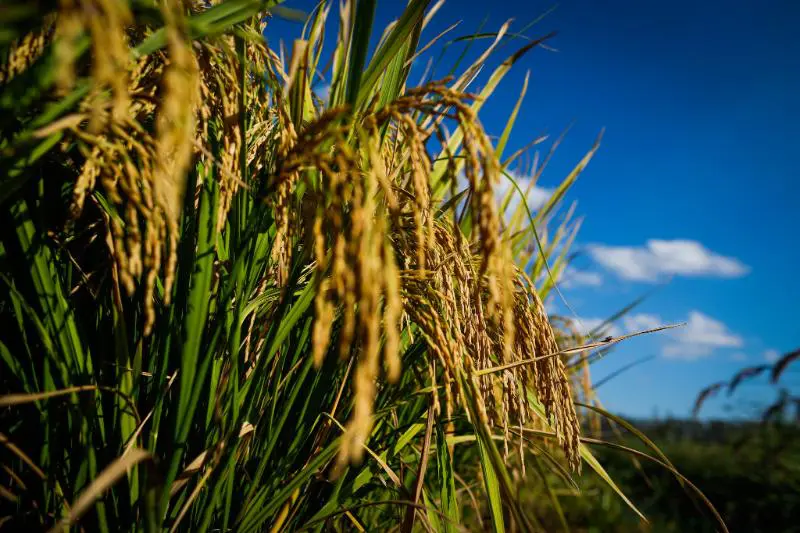 Produção de arroz deve crescer 8,1% em Goiás