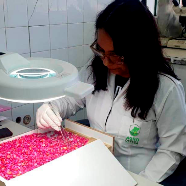 Técnica da Agrodefesa realizando avaliações e testes de laboratório com sementes