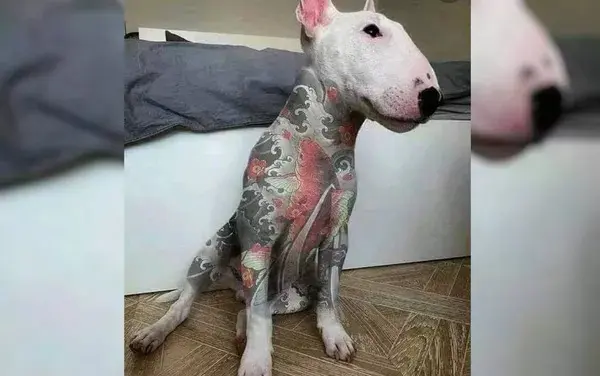 Imagem mostra um cão com o corpo inteiro tatuado