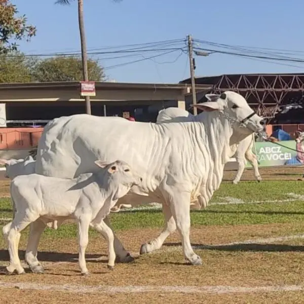 Evento agropecuário