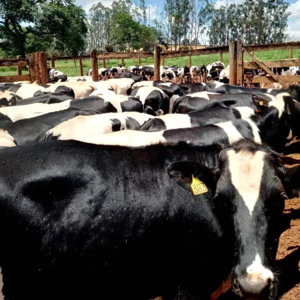 Fazenda certificadada como livre de brucelose e tuberculose