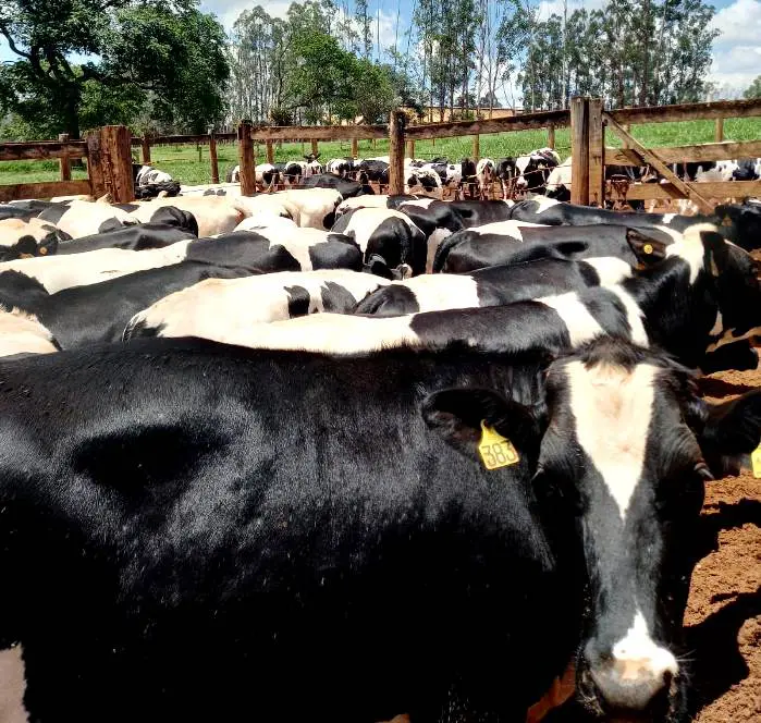 Fazenda certificadada como livre de brucelose e tuberculose