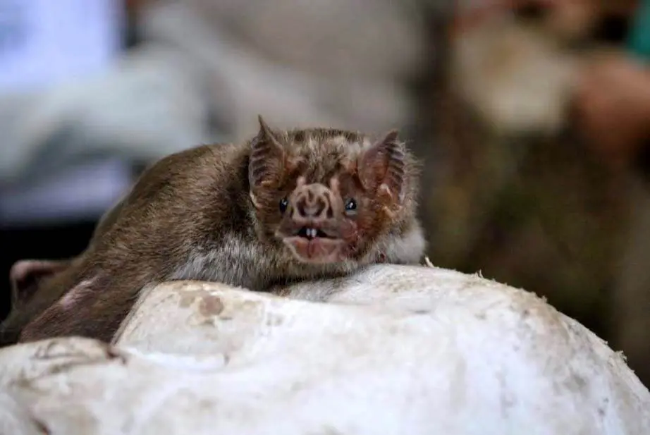 Morcego transmissor da raiva dos herbívoros