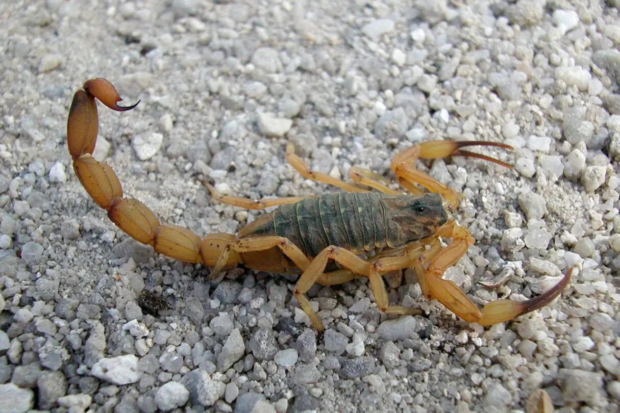 Foto de um escorpião