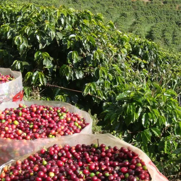 Produção de café