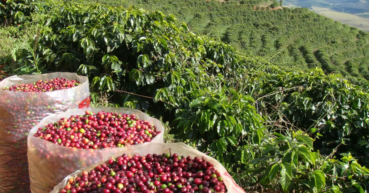 Produção de café