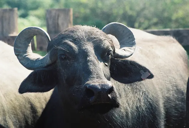 Búfalos abandonados em território Kalunga