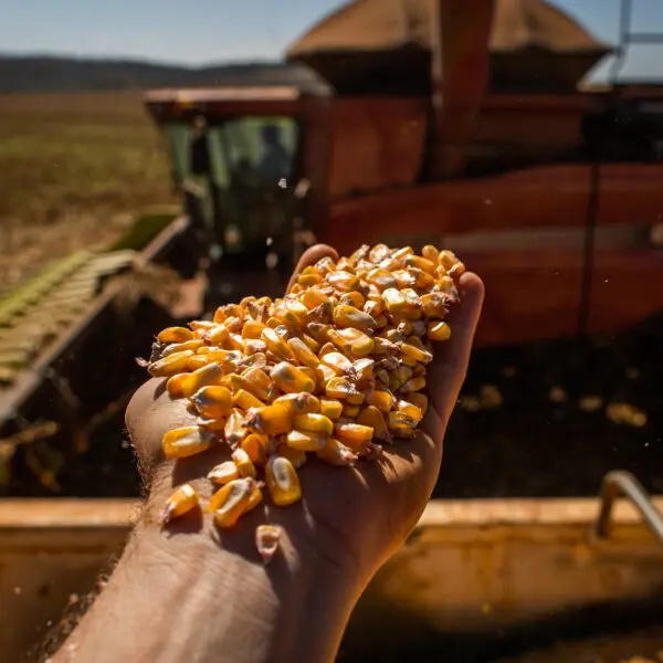 Produção de Milho: gão ultrapassa soja e é produto mais exportado do no mês de janeiro