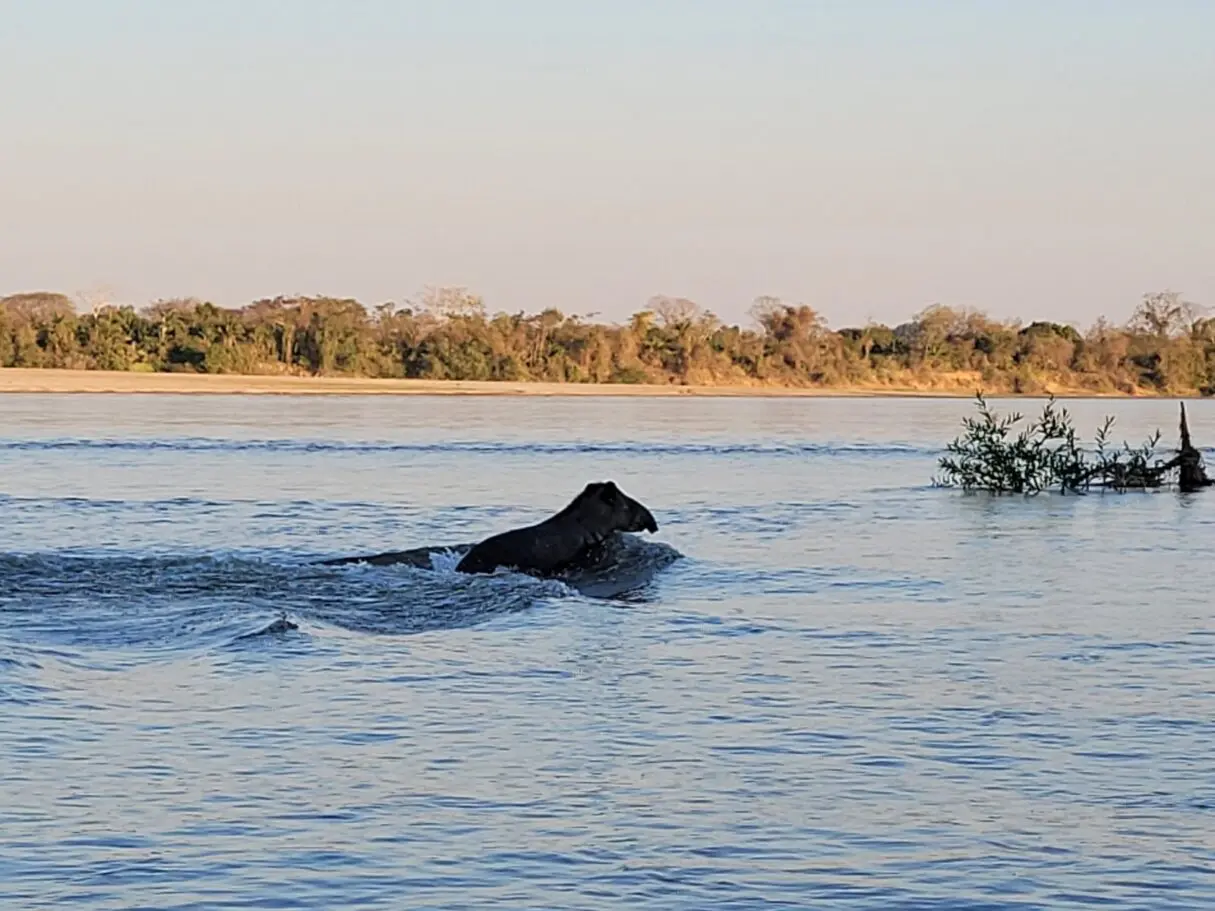 Rio Araguaia é o habitat de centenas de espécies da fauna e da flora