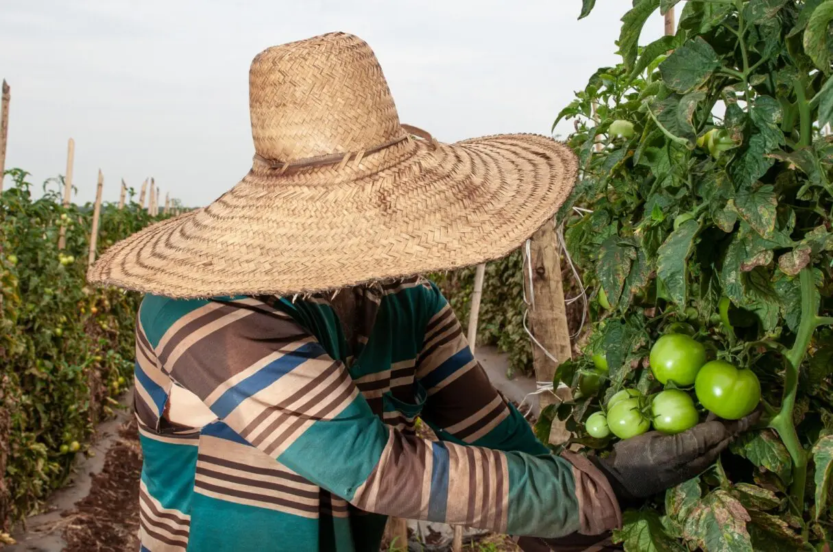 Plantação de tomate está entre as atividades do agro que geraram emprego