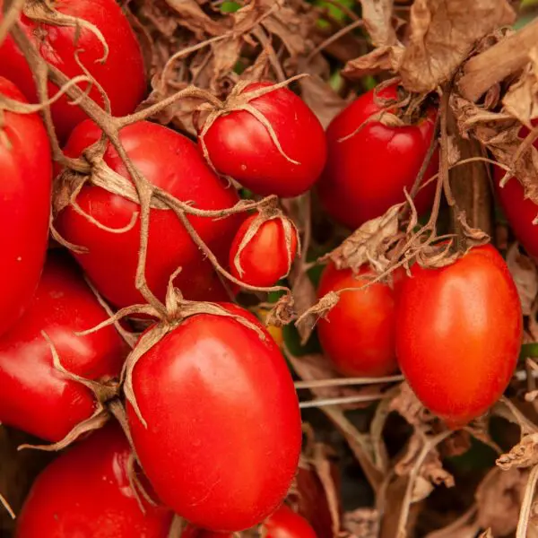 produção de tomate em Goiás