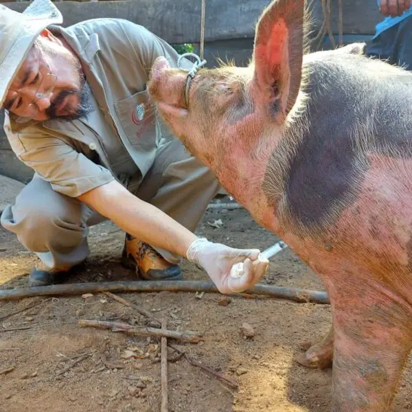 Agrodefesa inicia novo levantamento para vigilância de doenças dos suídeos