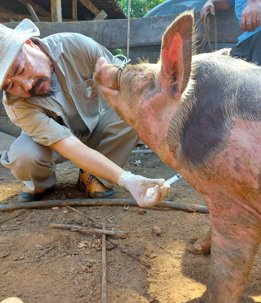 Agrodefesa inicia novo levantamento para vigilância de doenças dos suídeos