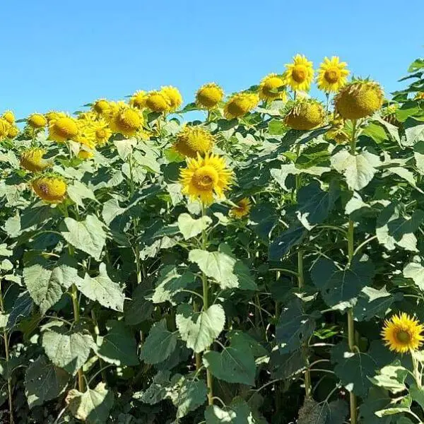 Agrodefesa alerta para a semeadura do girassol