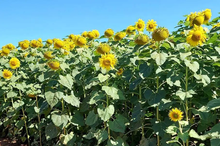 Agrodefesa alerta para a semeadura do girassol