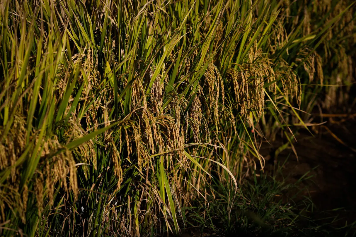 PRODUCAO DE ARROZ CRESCE EM GOIÁS