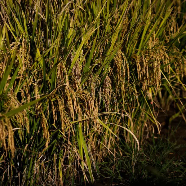 PRODUCAO DE ARROZ CRESCE EM GOIÁS